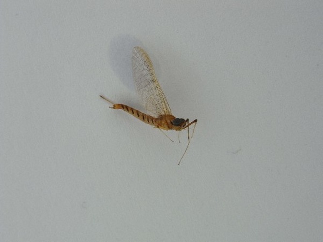 Ecdyonurus aurantiacus © Zoologische Staatssammlung Muenchen