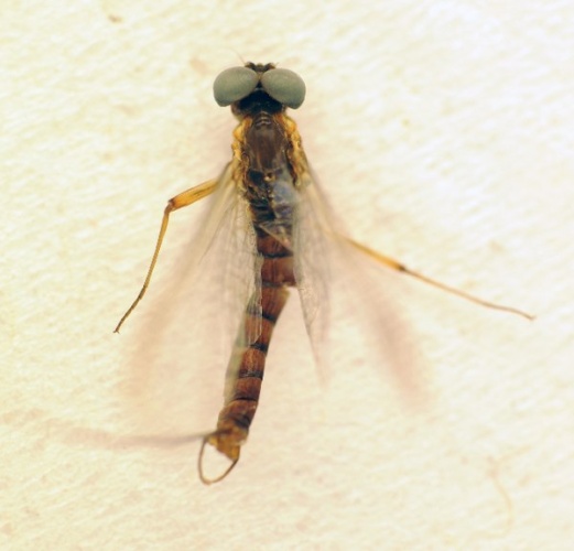 Ecdyonurus helveticus © Zoologische Staatssammlung Muenchen