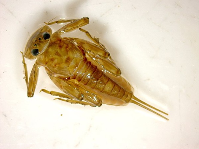 Epeorus sylvicola © <a href="//commons.wikimedia.org/wiki/User:Wlodzimierz" title="User:Wlodzimierz">Wlodzimierz</a>