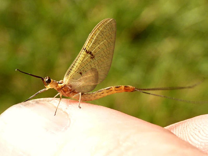 Ephemera lineata &copy; <table style="width:100%; border:1px solid #aaa; background:#efd; text-align:center"><tbody><tr>
<td>
<a href="//commons.wikimedia.org/wiki/File:Lanius_pallidirostris.jpg" class="image"><img alt="Lanius pallidirostris.jpg" src="https://upload.wikimedia.org/wikipedia/commons/thumb/a/a2/Lanius_pallidirostris.jpg/55px-Lanius_pallidirostris.jpg" decoding="async" width="55" height="41" srcset="https://upload.wikimedia.org/wikipedia/commons/thumb/a/a2/Lanius_pallidirostris.jpg/83px-Lanius_pallidirostris.jpg 1.5x, https://upload.wikimedia.org/wikipedia/commons/thumb/a/a2/Lanius_pallidirostris.jpg/110px-Lanius_pallidirostris.jpg 2x" data-file-width="800" data-file-height="600"></a>
</td>
<td>This image is created by user <a rel="nofollow" class="external text" href="http://observado.org/user/photos/12318">Arp</a> at <a rel="nofollow" class="external text" href="http://observado.org/">observado.org</a>, a global biodiversity recording project.
</td>
</tr></tbody></table>