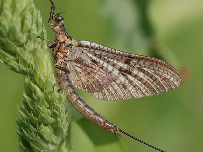 Ephemera vulgata &copy; <table style="width:100%; border:1px solid #aaa; background:#efd; text-align:center"><tbody><tr>
<td>
<a href="//commons.wikimedia.org/wiki/File:Aspitates_ochrearia.jpg" class="image"><img alt="Aspitates ochrearia.jpg" src="https://upload.wikimedia.org/wikipedia/commons/thumb/b/bc/Aspitates_ochrearia.jpg/55px-Aspitates_ochrearia.jpg" decoding="async" width="55" height="41" srcset="https://upload.wikimedia.org/wikipedia/commons/thumb/b/bc/Aspitates_ochrearia.jpg/83px-Aspitates_ochrearia.jpg 1.5x, https://upload.wikimedia.org/wikipedia/commons/thumb/b/bc/Aspitates_ochrearia.jpg/110px-Aspitates_ochrearia.jpg 2x" data-file-width="800" data-file-height="600"></a>
</td>
<td>This image is created by user <a rel="nofollow" class="external text" href="http://waarneming.nl/user/photos/19086">Henk Soepenberg</a> at <a rel="nofollow" class="external text" href="http://waarneming.nl/">waarneming.nl</a>, a source of nature observations in the Netherlands.
</td>
</tr></tbody></table>