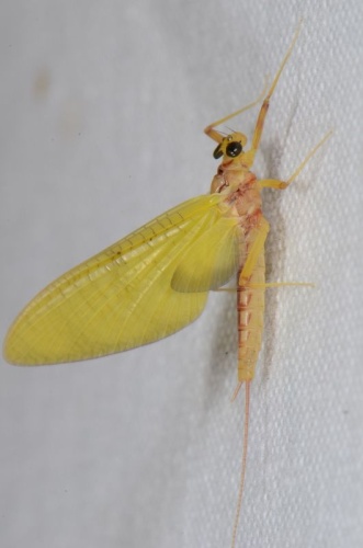 Heptagenia flava &copy; <table style="width:100%; border:1px solid #aaa; background:#efd; text-align:center"><tbody><tr>
<td>
<a href="//commons.wikimedia.org/wiki/File:Aspitates_ochrearia.jpg" class="image"><img alt="Aspitates ochrearia.jpg" src="https://upload.wikimedia.org/wikipedia/commons/thumb/b/bc/Aspitates_ochrearia.jpg/55px-Aspitates_ochrearia.jpg" decoding="async" width="55" height="41" srcset="https://upload.wikimedia.org/wikipedia/commons/thumb/b/bc/Aspitates_ochrearia.jpg/83px-Aspitates_ochrearia.jpg 1.5x, https://upload.wikimedia.org/wikipedia/commons/thumb/b/bc/Aspitates_ochrearia.jpg/110px-Aspitates_ochrearia.jpg 2x" data-file-width="800" data-file-height="600"></a>
</td>
<td>This image is created by user <a rel="nofollow" class="external text" href="http://waarneming.nl/user/photos/16108">Ernest van Asseldonk</a> at <a rel="nofollow" class="external text" href="http://waarneming.nl/">waarneming.nl</a>, a source of nature observations in the Netherlands.
</td>
</tr></tbody></table>