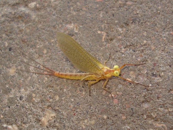 Potamanthus luteus © <a href="//commons.wikimedia.org/wiki/User:Sanja565658" title="User:Sanja565658">Sanja565658</a>