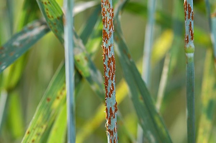 Puccinia graminis © 