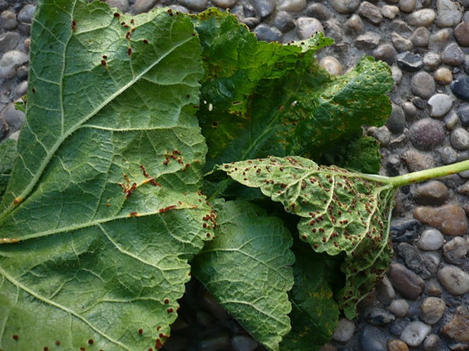 Puccinia malvacearum © This image was created by user <a rel="nofollow" class="external text" href="https://mushroomobserver.org/observer/show_user/1093">Gerhard Koller (Gerhard)</a> at <a rel="nofollow" class="external text" href="https://mushroomobserver.org">Mushroom Observer</a>, a source for mycological images.<br>You can contact this user <a rel="nofollow" class="external text" href="https://mushroomobserver.org/observer/ask_user_question/1093">here</a>.