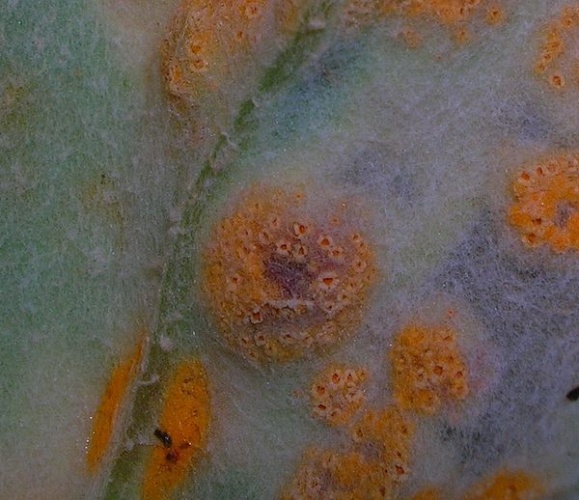Puccinia poarum © <a href="//commons.wikimedia.org/wiki/User:Rosser1954" title="User:Rosser1954">Rosser1954</a> Roger Griffith
