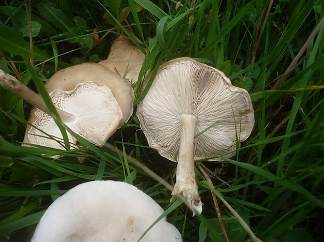 Melanoleuca subalpina © This image was created by user <a rel="nofollow" class="external text" href="https://mushroomobserver.org/observer/show_user/1093">Gerhard Koller (Gerhard)</a> at <a rel="nofollow" class="external text" href="https://mushroomobserver.org">Mushroom Observer</a>, a source for mycological images.<br>You can contact this user <a rel="nofollow" class="external text" href="https://mushroomobserver.org/observer/ask_user_question/1093">here</a>.