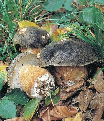 Boletus aereus © Achim Bollmann