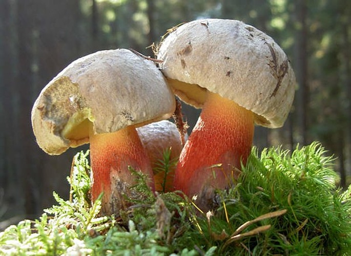 Boletus calopus &copy; <a href="https://de.wikipedia.org/wiki/User:W.J.Pilsak" class="extiw" title="de:User:W.J.Pilsak">Walter J. Pilsak</a>, Waldsassen