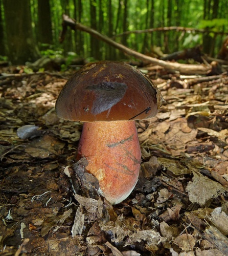 Boletus luridiformis © <a href="//commons.wikimedia.org/wiki/User:George_Chernilevsky" title="User:George Chernilevsky">George Chernilevsky</a>