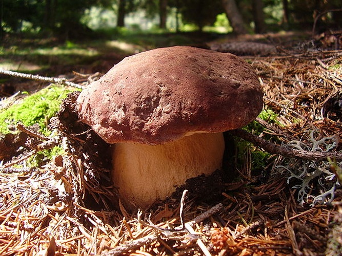 Boletus pinophilus &copy; <a href="//commons.wikimedia.org/wiki/User:Paffka" title="User:Paffka">Paffka</a>