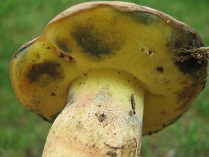 Boletus pseudoregius &copy; The original uploader was <a href="https://en.wikipedia.org/wiki/it:User:Emanuele_Vicario" class="extiw" title="w:it:User:Emanuele Vicario">Emanuele Vicario</a> at <a href="https://en.wikipedia.org/wiki/it:" class="extiw" title="w:it:">Italian Wikipedia</a>.