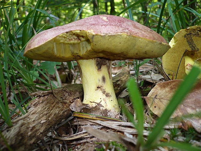 Butyriboletus regius © This image was created by user <a rel="nofollow" class="external text" href="https://mushroomobserver.org/observer/show_user/1093">Gerhard Koller (Gerhard)</a> at <a rel="nofollow" class="external text" href="https://mushroomobserver.org">Mushroom Observer</a>, a source for mycological images.<br>You can contact this user <a rel="nofollow" class="external text" href="https://mushroomobserver.org/observer/ask_user_question/1093">here</a>.