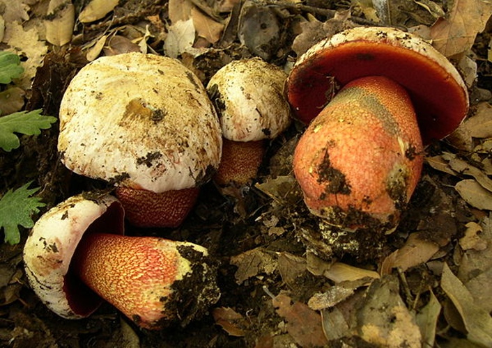 Boletus rhodoxanthus &copy; <a href="//commons.wikimedia.org/wiki/User:Archenzo" title="User:Archenzo">Archenzo</a>