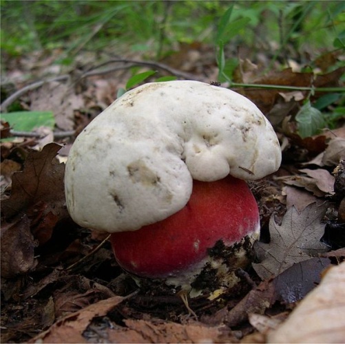 Boletus satanas &copy; photo taken by <a href="//commons.wikimedia.org/wiki/User:Archenzo" title="User:Archenzo">Archenzo</a> in an Italian wood Piacenza's Appennino