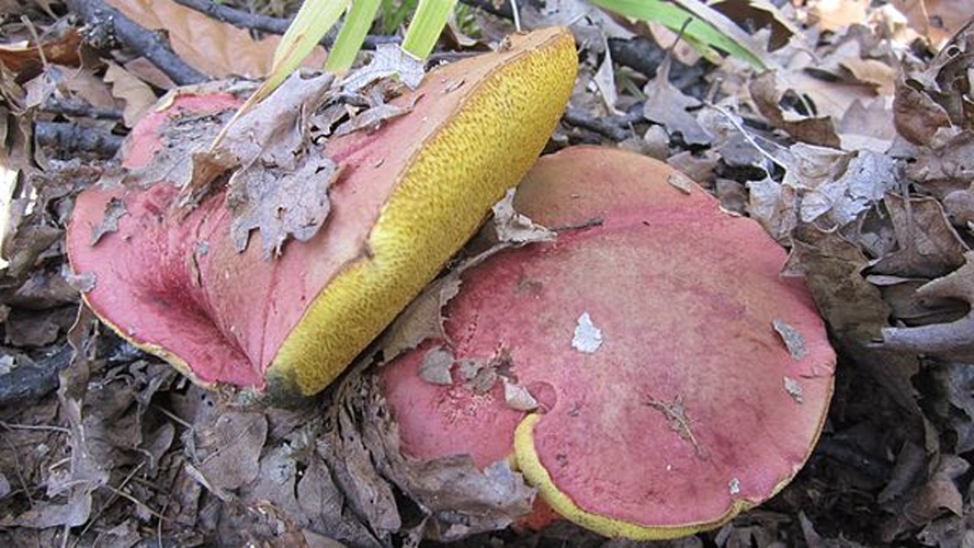 Boletus spretus &copy; GLJIVARSKO DRUSTVO NIS
