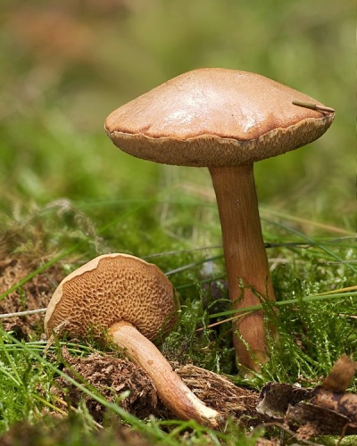 Chalciporus piperatus &copy; <a href="//commons.wikimedia.org/wiki/User:LC-de" title="User:LC-de">Jörg Hempel</a>