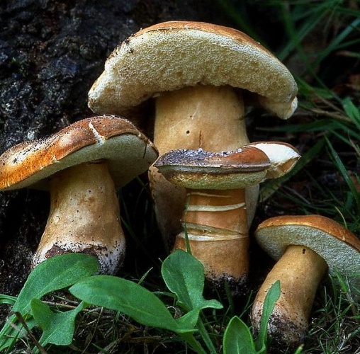 Gyroporus castaneus &copy; <a href="https://en.wikipedia.org/wiki/User:Luridiformis" class="extiw" title="wikipedia:User:Luridiformis">Luridiformis</a> at <a href="https://en.wikipedia.org/wiki/" class="extiw" title="wikipedia:">English Wikipedia</a>