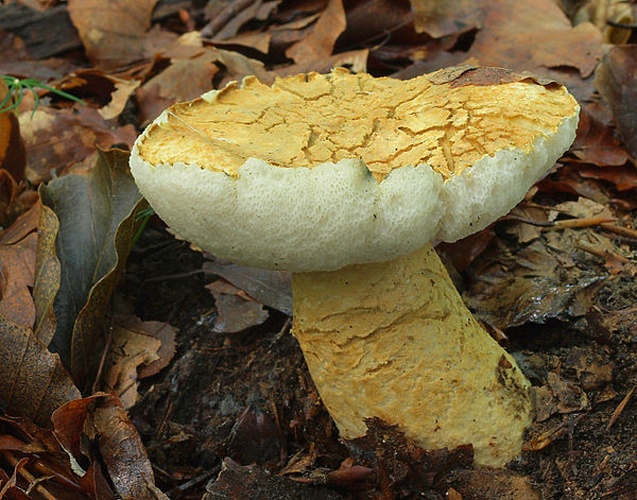 Gyroporus cyanescens &copy; <a href="//commons.wikimedia.org/w/index.php?title=User:Ak_ccm&amp;action=edit&amp;redlink=1" class="new" title="User:Ak ccm (page does not exist)">Andreas Kunze</a>