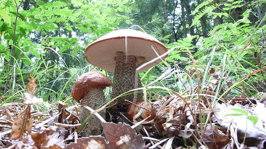 Leccinum atrostipitatum © <a href="//commons.wikimedia.org/w/index.php?title=User:Jwright000&amp;action=edit&amp;redlink=1" class="new" title="User:Jwright000 (page does not exist)">Jwright000</a>