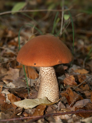 Leccinum aurantiacum © <div class="fn value">
Hans Hillewaert</div>