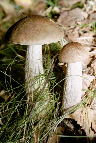 Leccinum scabrum © 