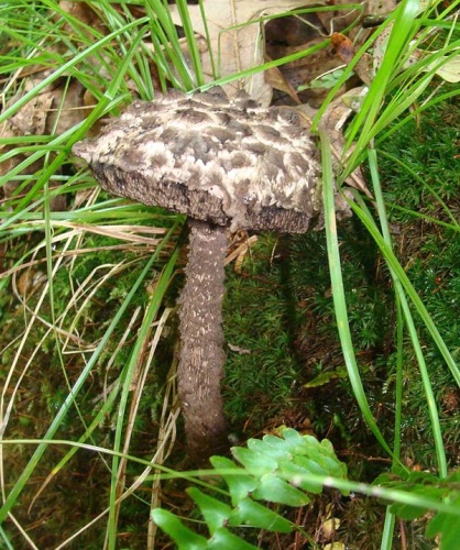 Strobilomyces strobilaceus © This image was created by user <a rel="nofollow" class="external text" href="https://mushroomobserver.org/observer/show_user/429">Patrick Harvey (pg_harvey)</a> at <a rel="nofollow" class="external text" href="https://mushroomobserver.org">Mushroom Observer</a>, a source for mycological images.<br>You can contact this user <a rel="nofollow" class="external text" href="https://mushroomobserver.org/observer/ask_user_question/429">here</a>.