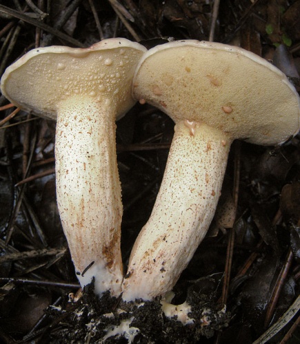 Suillus bellinii © This image was created by user <a rel="nofollow" class="external text" href="https://mushroomobserver.org/observer/show_user/2250">zaca</a> at <a rel="nofollow" class="external text" href="https://mushroomobserver.org">Mushroom Observer</a>, a source for mycological images.<br>You can contact this user <a rel="nofollow" class="external text" href="https://mushroomobserver.org/observer/ask_user_question/2250">here</a>.