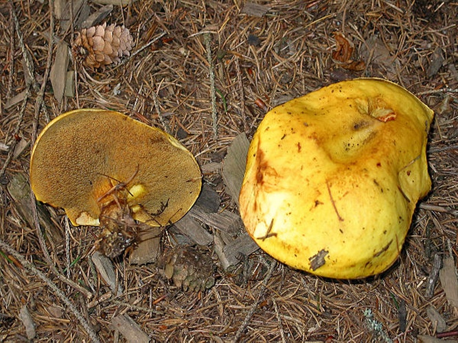 Suillus grevillei © <a href="//commons.wikimedia.org/wiki/User:Jean-Pol_GRANDMONT" title="User:Jean-Pol GRANDMONT">Jean-Pol GRANDMONT</a>