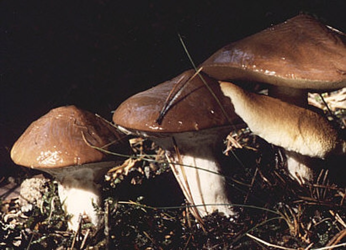 Suillus luteus © 