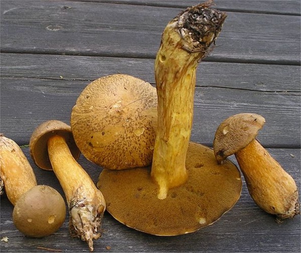 Suillus variegatus © This image was created by user <a rel="nofollow" class="external text" href="https://mushroomobserver.org/observer/show_user/442">Irene Andersson (irenea)</a> at <a rel="nofollow" class="external text" href="https://mushroomobserver.org">Mushroom Observer</a>, a source for mycological images.<br>You can contact this user <a rel="nofollow" class="external text" href="https://mushroomobserver.org/observer/ask_user_question/442">here</a>.
