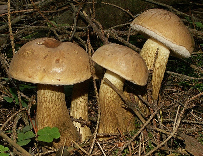 Tylopilus felleus © <ul>
<li>
<a href="//commons.wikimedia.org/wiki/File:Tylopilus_felleus_060914c.jpg" title="File:Tylopilus felleus 060914c.jpg">Tylopilus_felleus_060914c.jpg</a>: bernd gliwa</li>
<li>derivative work: <a href="//commons.wikimedia.org/w/index.php?title=User:Ak_ccm&amp;action=edit&amp;redlink=1" class="new" title="User:Ak ccm (page does not exist)">Ak ccm</a>
</li>
</ul>