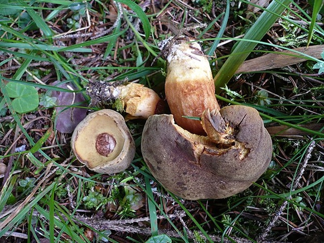 Xerocomus ferrugineus © This image was created by user <a rel="nofollow" class="external text" href="https://mushroomobserver.org/observer/show_user/1093">Gerhard Koller (Gerhard)</a> at <a rel="nofollow" class="external text" href="https://mushroomobserver.org">Mushroom Observer</a>, a source for mycological images.<br>You can contact this user <a rel="nofollow" class="external text" href="https://mushroomobserver.org/observer/ask_user_question/1093">here</a>.