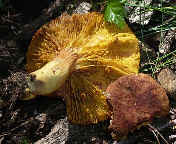 Phylloporus pelletieri &copy; <ul>
<li>
<a href="//commons.wikimedia.org/wiki/File:Rohrbacher_Goldblatt.jpg" title="File:Rohrbacher Goldblatt.jpg">Rohrbacher_Goldblatt.jpg</a>: <a rel="nofollow" class="external text" href="https://mushroomobserver.org/observer/show_user/1093">Gerhard Koller (Gerhard)</a>
</li>
<li>derivative work: <a href="//commons.wikimedia.org/w/index.php?title=User:Natr&amp;action=edit&amp;redlink=1" class="new" title="User:Natr (page does not exist)">Natr</a> (<a href="//commons.wikimedia.org/wiki/User_talk:Natr" title="User talk:Natr"><span class="signature-talk">talk</span></a>)</li>
</ul>