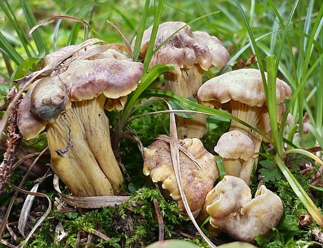 Cantharellus amethysteus © This image was created by user <a rel="nofollow" class="external text" href="https://mushroomobserver.org/observer/show_user/1093">Gerhard Koller (Gerhard)</a> at <a rel="nofollow" class="external text" href="https://mushroomobserver.org">Mushroom Observer</a>, a source for mycological images.<br>You can contact this user <a rel="nofollow" class="external text" href="https://mushroomobserver.org/observer/ask_user_question/1093">here</a>.