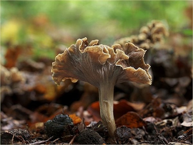 Craterellus sinuosus &copy; <a href="//commons.wikimedia.org/wiki/User:Lebrac" title="User:Lebrac">Lebrac</a>