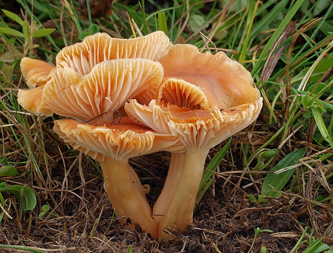Hygrocybe pratensis © <a href="//commons.wikimedia.org/w/index.php?title=User:Ak_ccm&amp;action=edit&amp;redlink=1" class="new" title="User:Ak ccm (page does not exist)">Andreas Kunze</a>