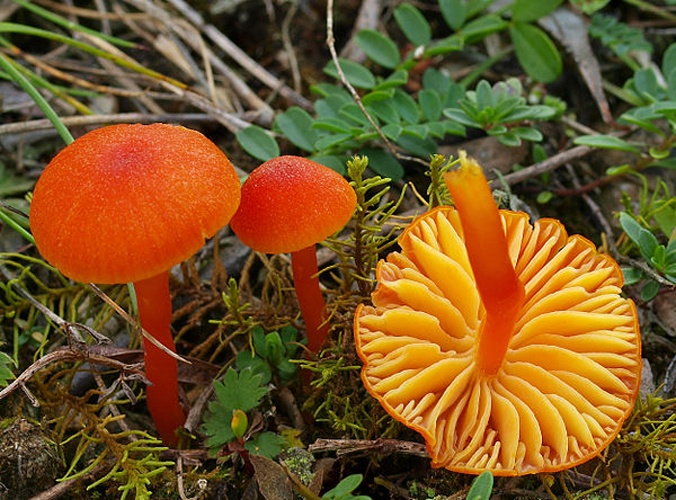 Hygrocybe calciphila © <a href="//commons.wikimedia.org/w/index.php?title=User:Ak_ccm&amp;action=edit&amp;redlink=1" class="new" title="User:Ak ccm (page does not exist)">Andreas Kunze</a>