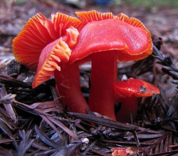 Hygrocybe coccinea &copy; This image was created by user <a rel="nofollow" class="external text" href="https://mushroomobserver.org/observer/show_user/123">Alan Rockefeller (Alan Rockefeller)</a> at <a rel="nofollow" class="external text" href="https://mushroomobserver.org">Mushroom Observer</a>, a source for mycological images.<br>You can contact this user <a rel="nofollow" class="external text" href="https://mushroomobserver.org/observer/ask_user_question/123">here</a>.
