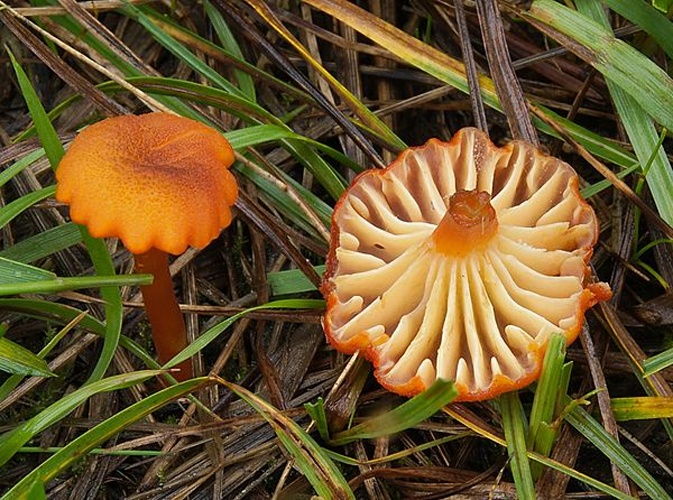 Hygrocybe coccineocrenata © <a href="//commons.wikimedia.org/w/index.php?title=User:Ak_ccm&amp;action=edit&amp;redlink=1" class="new" title="User:Ak ccm (page does not exist)">Andreas Kunze</a>