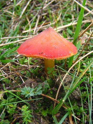 Hygrocybe conica © No machine-readable author provided. <a href="//commons.wikimedia.org/wiki/User:Taka" title="User:Taka">Taka</a> assumed (based on copyright claims).