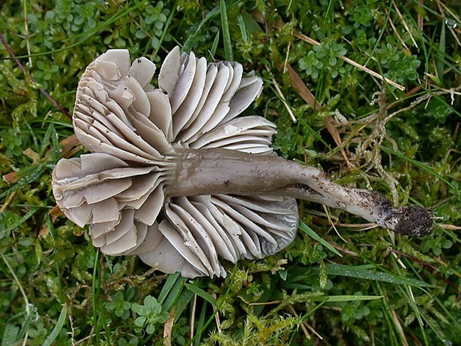 Hygrocybe fornicata © This image was created by user <a rel="nofollow" class="external text" href="https://mushroomobserver.org/observer/show_user/4797">Len Worthington (lennyworthington)</a> at <a rel="nofollow" class="external text" href="https://mushroomobserver.org">Mushroom Observer</a>, a source for mycological images.<br>You can contact this user <a rel="nofollow" class="external text" href="https://mushroomobserver.org/observer/ask_user_question/4797">here</a>.