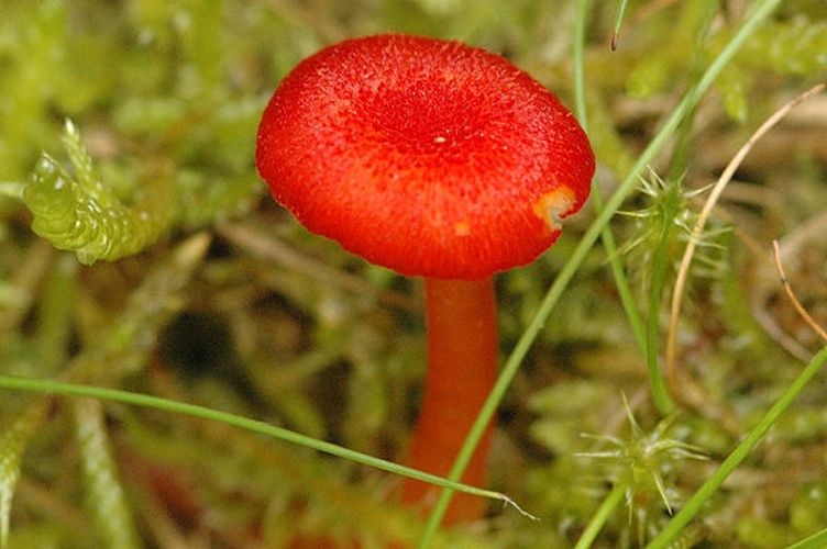 Hygrocybe helobia © James Lindsey
