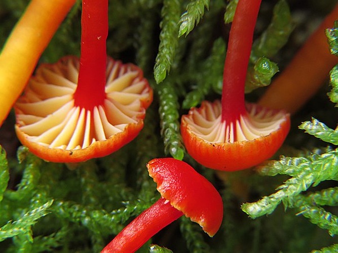 Hygrocybe insipida © <table style="width:100%; border:1px solid #aaa; background:#efd; text-align:center"><tbody><tr>
<td>
<a href="//commons.wikimedia.org/wiki/File:Aspitates_ochrearia.jpg" class="image"><img alt="Aspitates ochrearia.jpg" src="https://upload.wikimedia.org/wikipedia/commons/thumb/b/bc/Aspitates_ochrearia.jpg/55px-Aspitates_ochrearia.jpg" decoding="async" width="55" height="41" srcset="https://upload.wikimedia.org/wikipedia/commons/thumb/b/bc/Aspitates_ochrearia.jpg/83px-Aspitates_ochrearia.jpg 1.5x, https://upload.wikimedia.org/wikipedia/commons/thumb/b/bc/Aspitates_ochrearia.jpg/110px-Aspitates_ochrearia.jpg 2x" data-file-width="800" data-file-height="600"></a>
</td>
<td>This image is created by user <a rel="nofollow" class="external text" href="http://waarneming.nl/user/photos/5009">Wim Rubers</a> at <a rel="nofollow" class="external text" href="http://waarneming.nl/">waarneming.nl</a>, a source of nature observations in the Netherlands.
</td>
</tr></tbody></table>