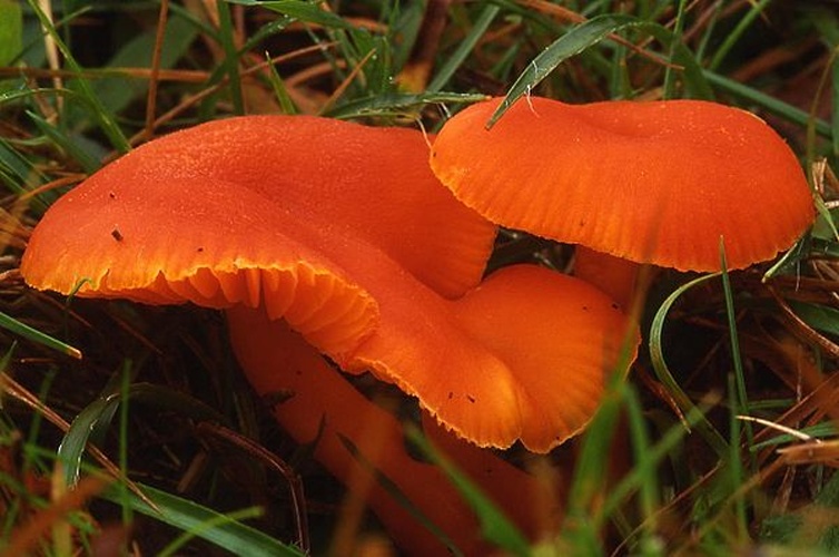 Hygrocybe miniata &copy; <a href="https://en.wikipedia.org/wiki/User:Luridiformis" class="extiw" title="wikipedia:User:Luridiformis">Luridiformis</a> at <a href="https://en.wikipedia.org/wiki/" class="extiw" title="wikipedia:">English Wikipedia</a>