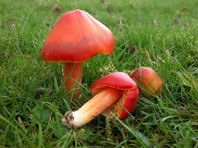 Hygrocybe punicea &copy; Rosemary Winnall