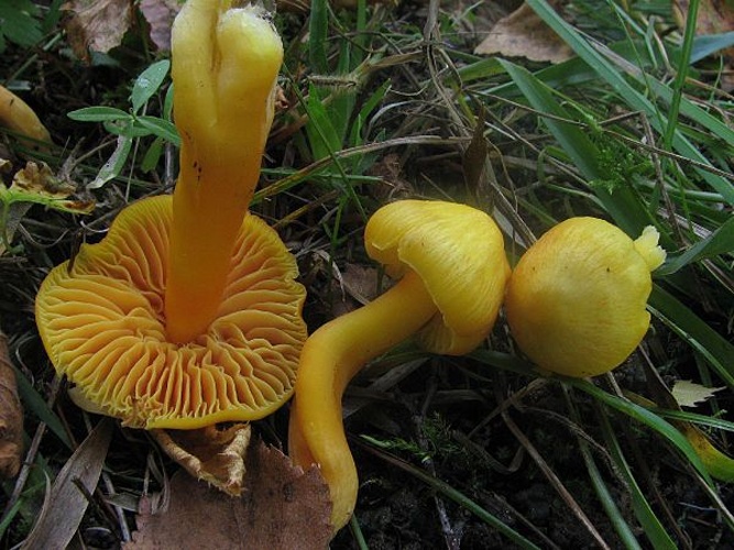 Hygrocybe quieta © This image was created by user <a rel="nofollow" class="external text" href="https://mushroomobserver.org/observer/show_user/442">Irene Andersson (irenea)</a> at <a rel="nofollow" class="external text" href="https://mushroomobserver.org">Mushroom Observer</a>, a source for mycological images.<br>You can contact this user <a rel="nofollow" class="external text" href="https://mushroomobserver.org/observer/ask_user_question/442">here</a>.