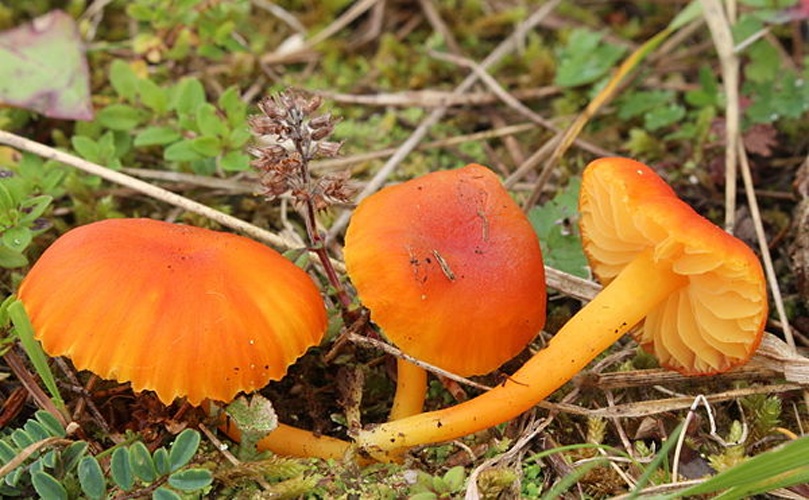 Hygrocybe reidii © <a href="//commons.wikimedia.org/wiki/User:Holleday" title="User:Holleday">H. Krisp</a>