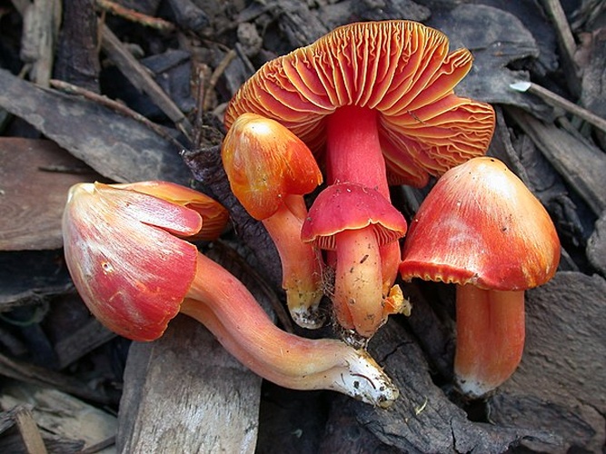 Hygrocybe splendidissima © This image was created by user <a rel="nofollow" class="external text" href="https://mushroomobserver.org/observer/show_user/4797">Len Worthington (lennyworthington)</a> at <a rel="nofollow" class="external text" href="https://mushroomobserver.org">Mushroom Observer</a>, a source for mycological images.<br>You can contact this user <a rel="nofollow" class="external text" href="https://mushroomobserver.org/observer/ask_user_question/4797">here</a>.