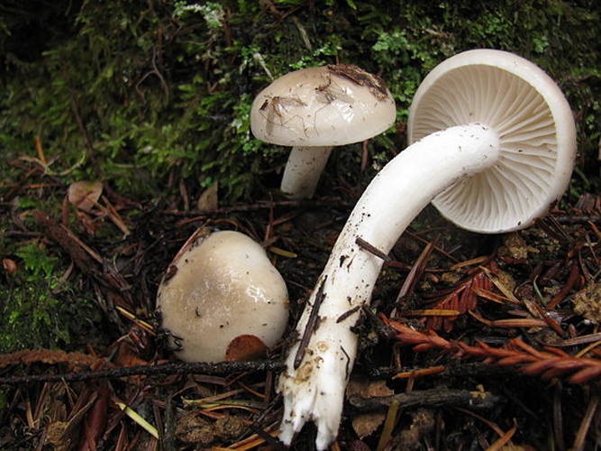 Hygrophorus agathosmus © This image was created by user <a rel="nofollow" class="external text" href="https://mushroomobserver.org/observer/show_user/746">Ryane Snow (snowman)</a> at <a rel="nofollow" class="external text" href="https://mushroomobserver.org">Mushroom Observer</a>, a source for mycological images.<br>You can contact this user <a rel="nofollow" class="external text" href="https://mushroomobserver.org/observer/ask_user_question/746">here</a>.